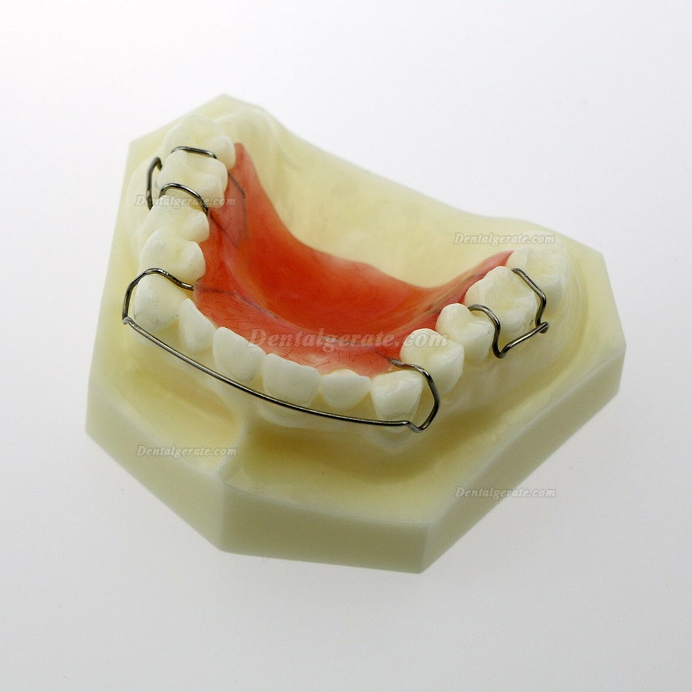 Dentalmodell # 3007 01 - Hawley-Halterungsmodell